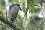 Boat-billed Heron    